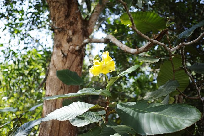 こちらも花びらが特徴的です。<br /><br />いろんな個性がありますね～