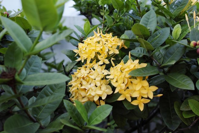 黄色バージョンは初めて見ました。<br /><br />あとから写真見ると、黄色い花が多かったな～