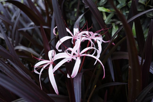 変り種もありました～。<br /><br />紫色の可憐な花