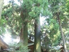 あまてらす鉄道の時間まで、1時間くらいあったので
高千穂神社へ！
昨晩も行ったけど、今度は御朱印を頂きに＾＾

こちらは夫婦杉。
手をつないで3周すると、ずっと仲良しでいられるんだとか。

親子３人(娘さんは20歳くらい）で周っている家族を見て、とてもうらやましかった～。すてき！
