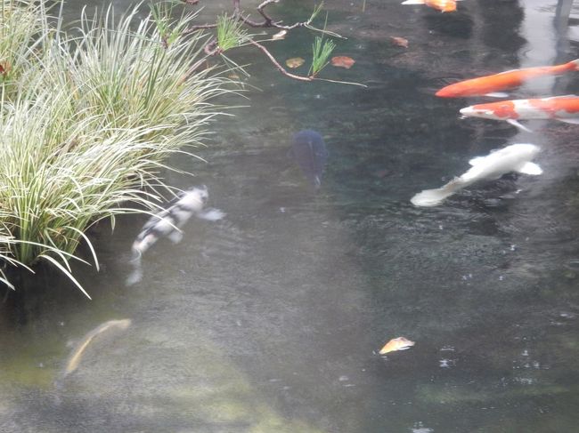 いろんな色、模様の鯉が泳いでいます。これが見られただけでも満足です。