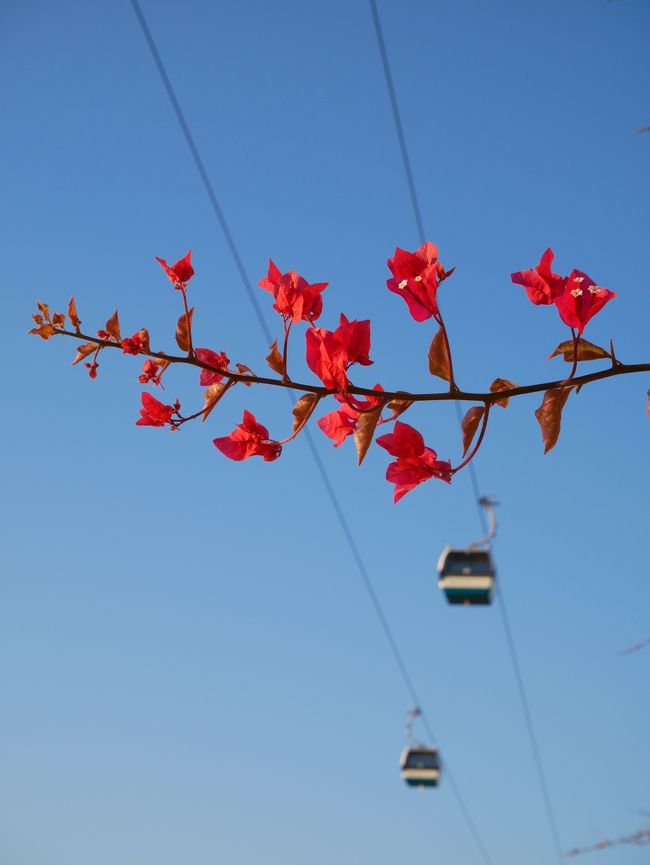 この赤い花は何かな？