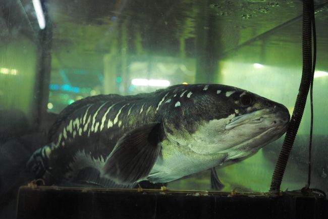水槽にはこんなデカイ魚も居ました。<br /><br />こいつは食材じゃないよね。。
