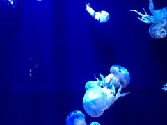 7分程歩いて美ら海水族館にやってきました。
クラゲ大好きです！