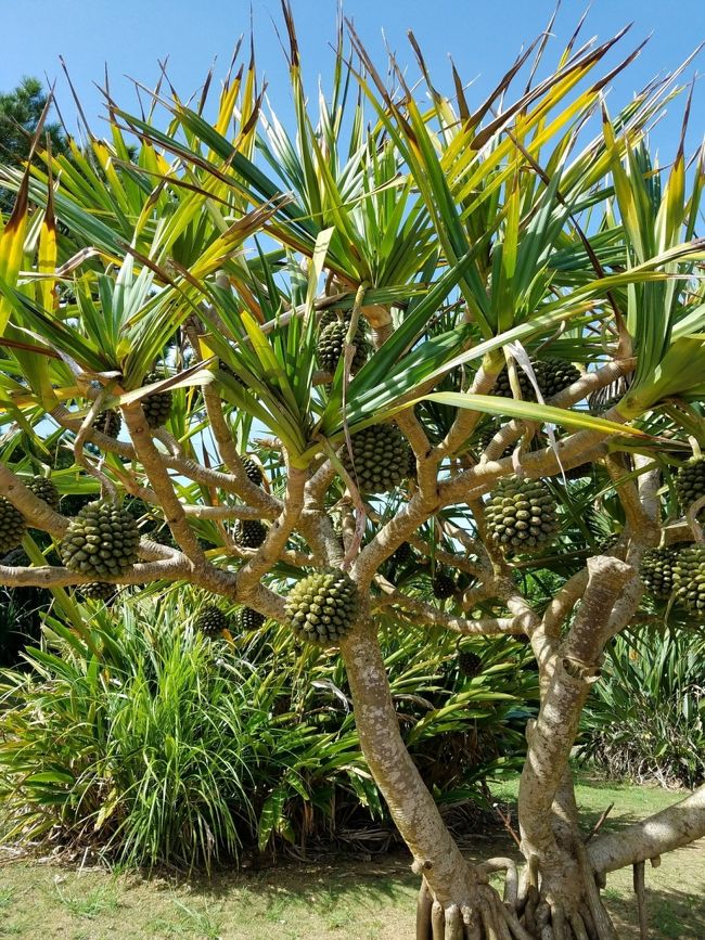 駐車場の近くにかわいい植物が！<br />落ち葉のお掃除をしていたおばあに聞くと、アダンの種類だけど食べはしないとか？<br />皆写真を撮っていくアイドル的存在なんだって！