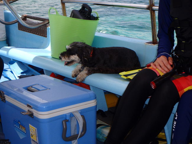 ガイドさんの愛犬、お利口さん！<br />愛犬連れのゲストさんもいました！<br />