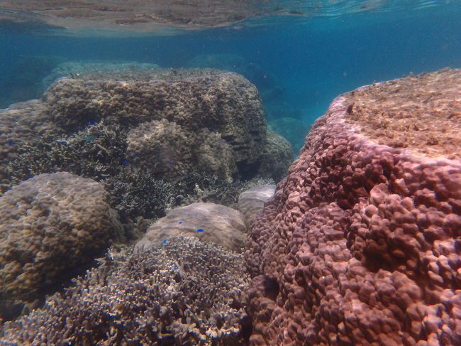 まずは「ハマサンゴ」のポイント<br />大きくてフラットなこの珊瑚につかまって休んだり出来るので安心できます<br />でも景色が凄いので休んでいられません！