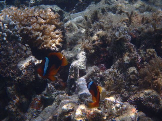 早速ハマクマノミに会えた！