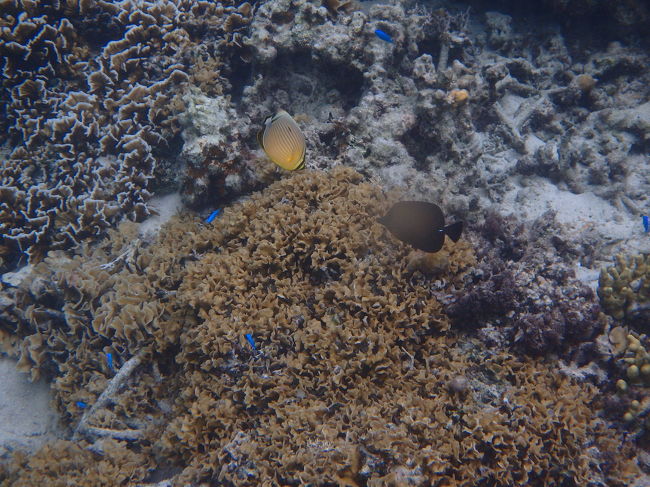 綺麗だ～～！！<br />夢中で泳ぎました<br />なんとここでカメラの電池が無くなってしまい<br />次「アオサンゴ」のポイントの画像がありません(*_*;<br />なんてこったーー