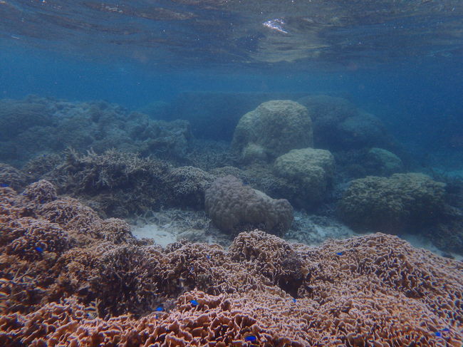 前半のポイントもとても良かったのですが、後半に案内してもらったポイントは<br />ものすごく素晴らしくて、また天気にも恵まれ今まで目にした珊瑚礁の何よりも美しく最高な時間でした（*^_^*）<br />そして念願の「ニモ」もいたよ～～ヽ(^o^)丿