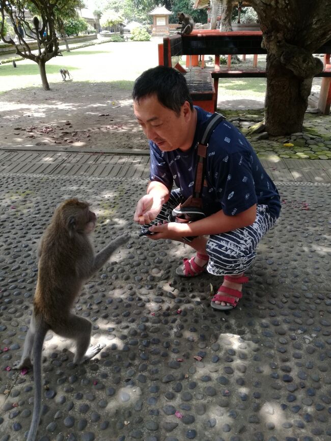 慣れたおサルさん。