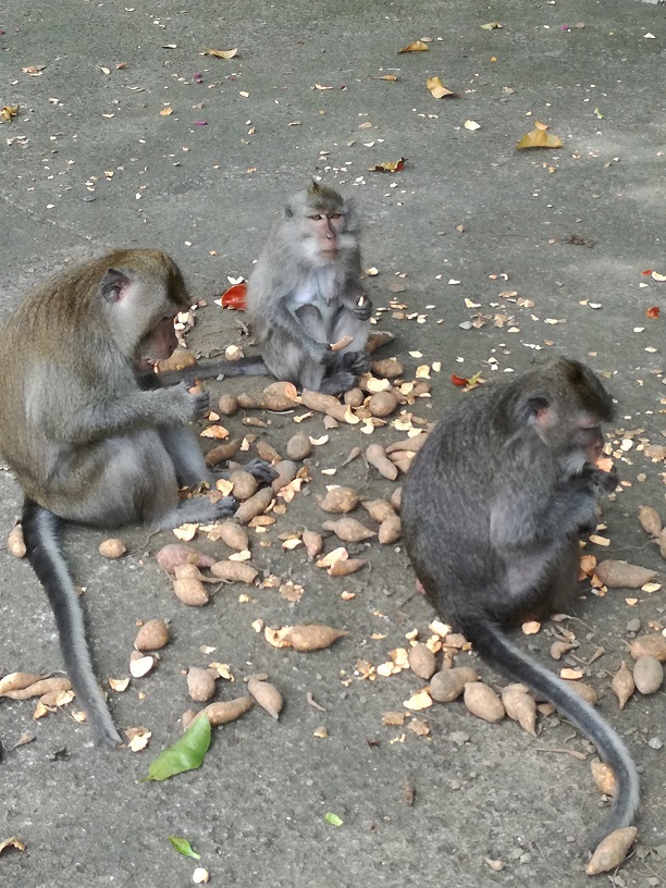 ご飯をもらっています。