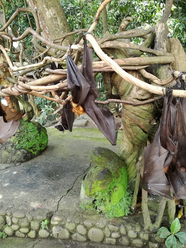 オオコウモリ<br /><br />この後、チャングーに向かいますがチャングーに近くなると<br />ひどい渋滞　渋滞　汗