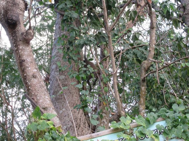 わさわさ木を揺らしてますから、ちょっと大きい動物ですよ。<br />