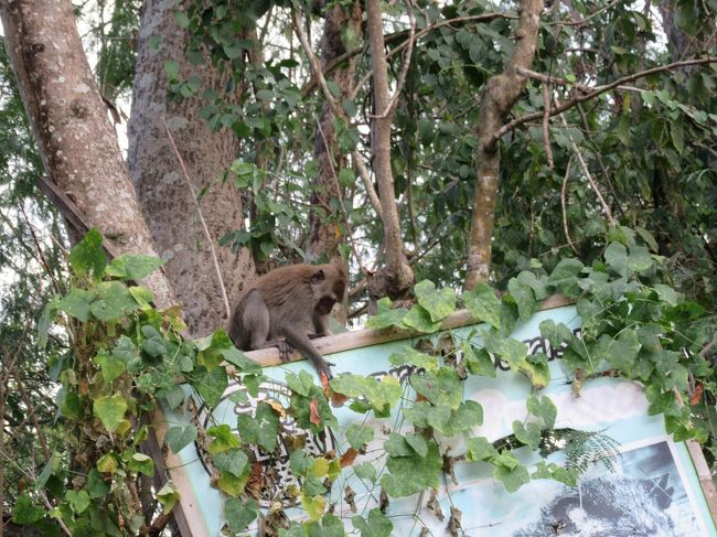 ぎょぎょぎょ！(@_@)　猿ですよ。<br />