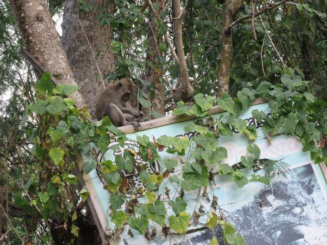 群れでやってきています。<br />危ないので目を合わせないようにしましょう。