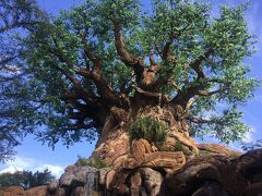 １日目はアニマルキングダムから！
エキストラマジックアワーで１時間早い８：００からの入園ができました。