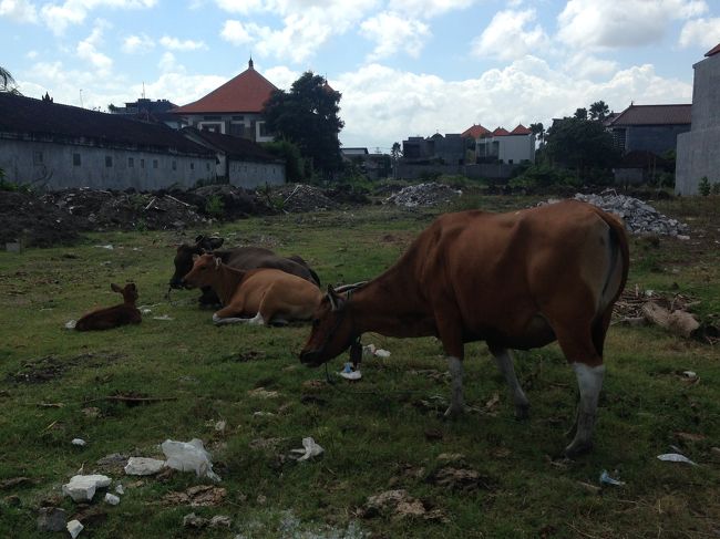 途中牛が放牧？σ^_^;<br />されてました^ ^<br /><br />日本で牛舎の近くを通るとオゾマシイ匂いがしますが此方では気にならなかったですね^ ^