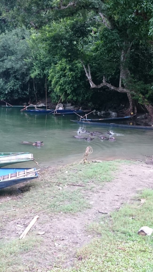 洞窟のあとはしばらく船に乗って、突如ガイドくんから「ここで泳げるよ！水着ある？」って。<br />泳ぐとは聞いていなかったよ…。<br />なので、お断りしてのんびり。<br />途中山道から水牛が数頭きて、沐浴始めました。<br />皆木の鈴着けてます。<br />昔はどこも木の鈴だったそうです。