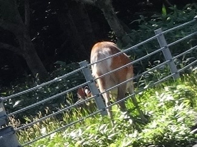 知床を後に。<br /><br />すると　「鹿！！」<br /><br />他にも2回　狐を遭遇　残念ながら　写真は撮れず！