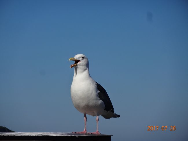 カモメが　たくさんいます<br />大きい