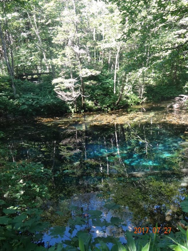 底の木が　はっきり分からないけど　まあ　綺麗だ