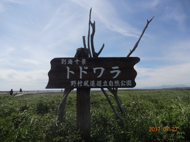 トドワラ　って木がない！