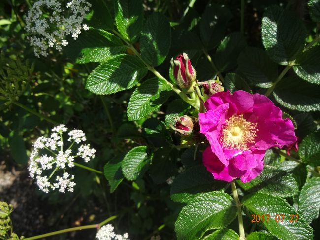 帰り道には　お花が　沢山咲いていた
