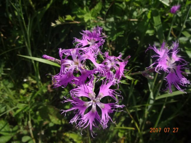 何種類ものお花