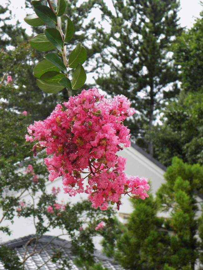 さるすべりの花