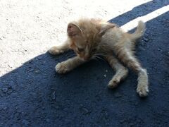 まず１つめのゴアガジャの駐車場でかわいすぎる子猫が。
私はゴアガジャ行ったことあったのですが、バリ島初めての母のために。
階段は辛いけど、魔女の顔を見に降りました。
