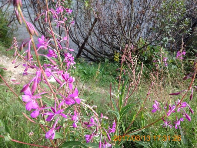 ピンクの花