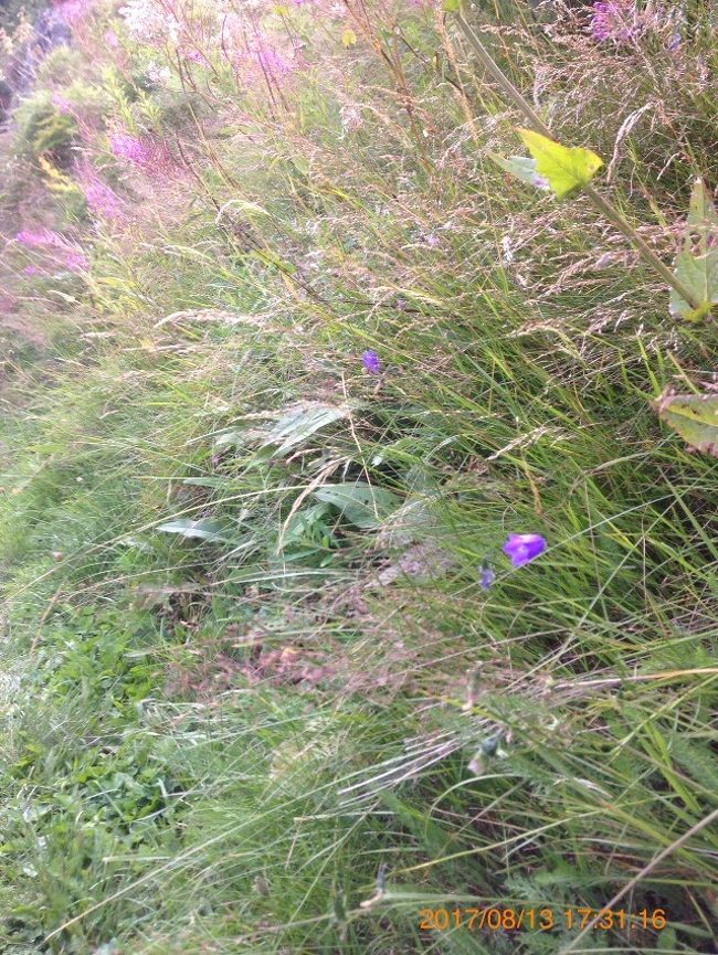茂みの花々
