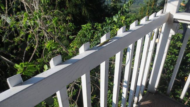 ゲッコーもお出迎えしてくれました。