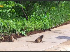 【The Palace of the Lost City Hotelの前】

すると....なにか....野生の動物が..........

えええええ～～～！？何じゃ、ありゃぁぁぁ～～！？