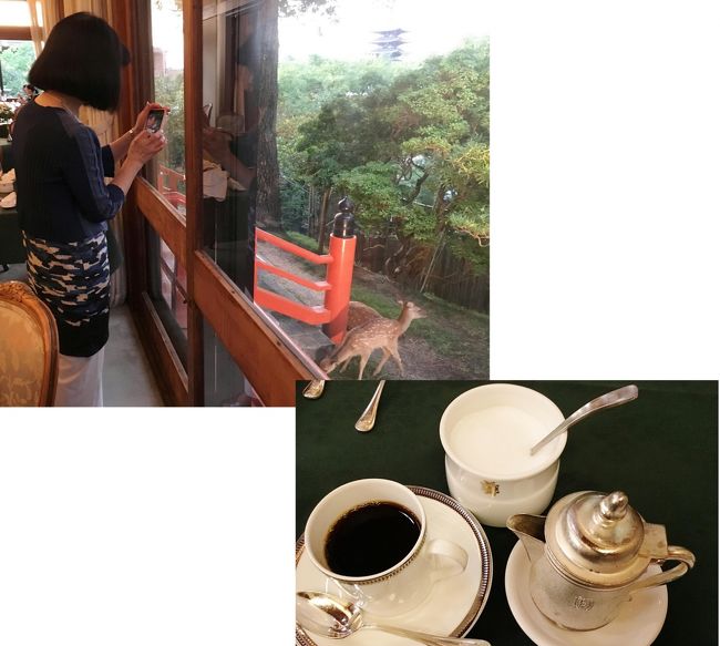 鹿の親子が来ています、ごちそうさまでした。