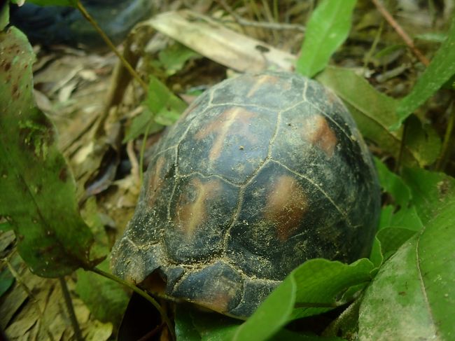 「セマルハコガメ」をケンちゃんが発見！<br />特別天然記念物です。よく見つけたな～<br />