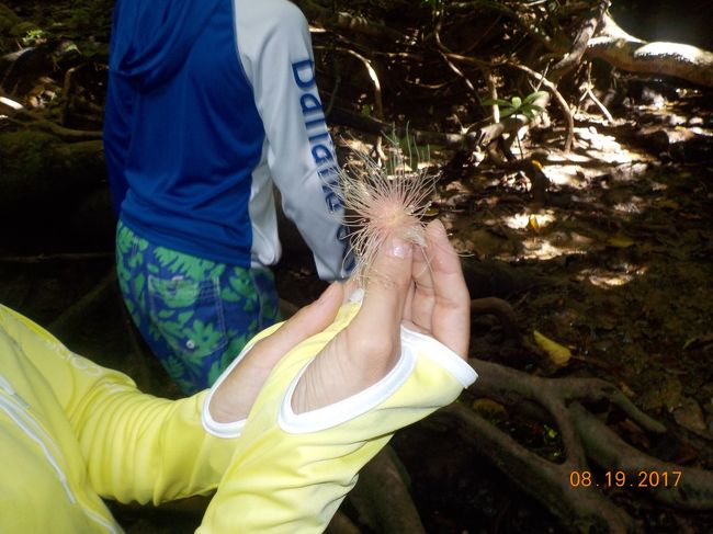 サガリバナが落ちていました。