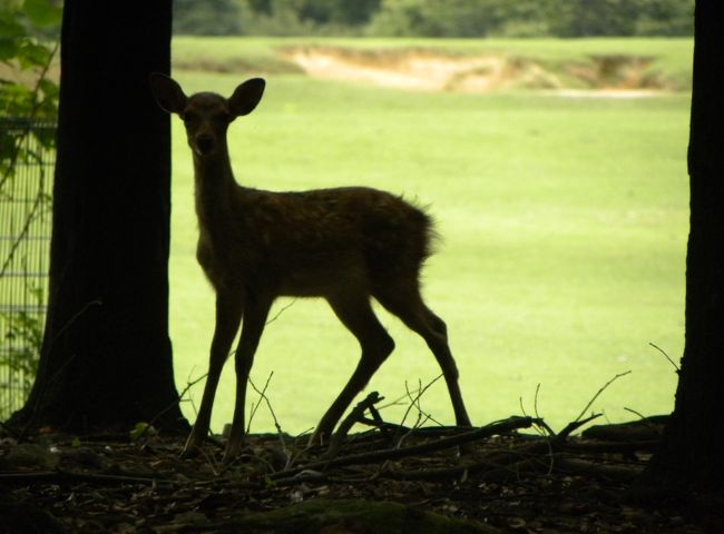 朝の鹿