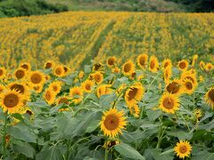 09：00頃三ノ倉高原ひまわり畑に到着