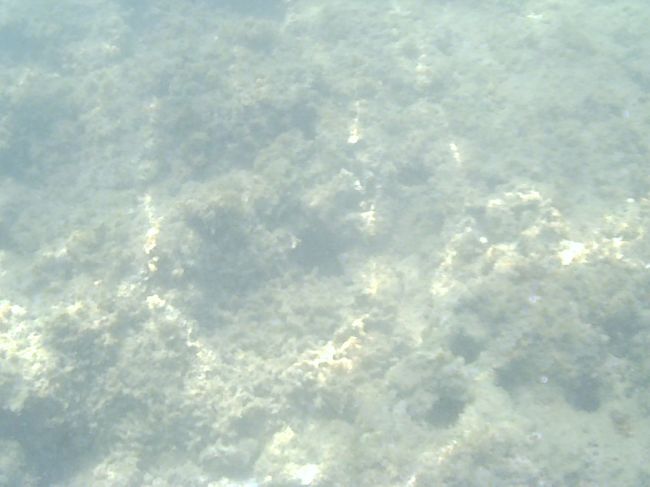 海の中を撮ってみました<br /><br />娘が魚さんがいるから撮って！！<br /><br />って言ってたけど…<br /><br />いないような…(^_^;)