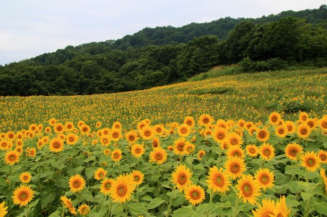 三ノ倉高原ひまわり畑 福満虚空尊菩薩圓蔵寺他会津地方周遊 17年8月 喜多方 福島県 の旅行記 ブログ By 温泉大好きさん フォートラベル
