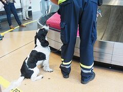 アーランダ空港で荷物が出てくるのを待っていると、麻薬などを嗅ぎ分ける警察犬が。まだ新米のようで、警官に「待て」とされておどおどと従っている感じがかわいかったです。