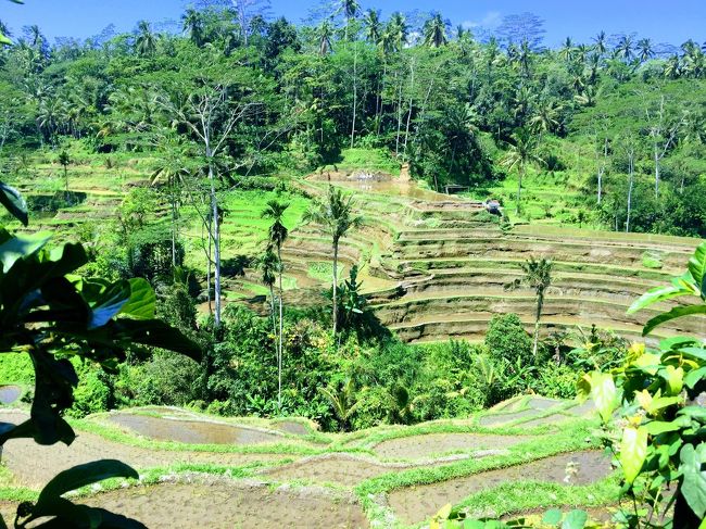 私はテガラランではなくて、ジャティルイに行きたかったけれどドライバーに遠いからこっちで我慢してと言われた。実際、こちらの景観はなかなかだったと思う。