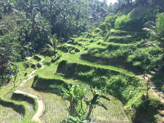 ただ入場券を購入しているにも関わらず、あちらこちらで田んぼの所有者と思われる人がdonationと掲げてお金を入れないと絶対に通れない仕組みになっているのがなんだかなーと思った。