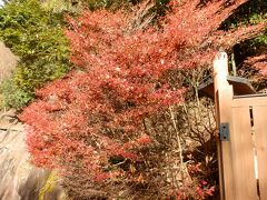 　栂尾山西明寺から高雄山神護寺へ移動中、縮れた紅葉に出合いました。残っていてくれたか、と感謝の気持ちが湧き起こってきます。