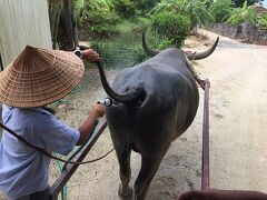 竹富島では水牛車に乗る！
息子に体験させてあげたい！母はそう決めてたのです！

今回の水牛は「まさかいくん」
出発前にお尻を洗って。
