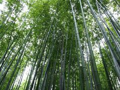 通り雨だったようで、嵯峨野竹林の道に到着する頃には天気が回復。
頭上には空が狭く感じるような、立派な竹林が青々と生い茂る。