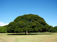 モアルアナ・ガーデンズ。日本人ならご存知「日立の樹」。