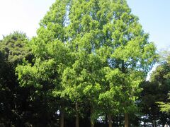 本門寺から本門寺公園へ